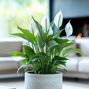 Peace Lily Cuttings