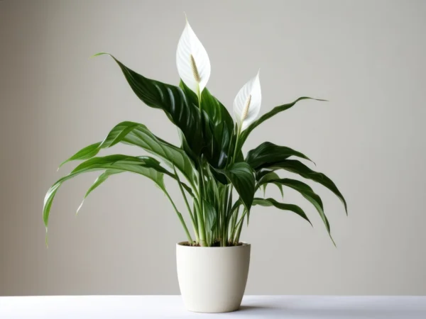 Peace Lily Spathiphyllum