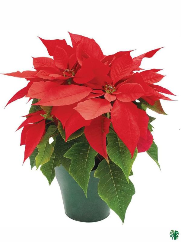 Red Poinsettia Plant