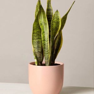 Snake Plant Laurentii