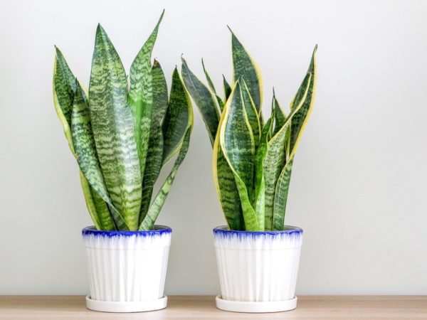 Snake Plant Sansevieria