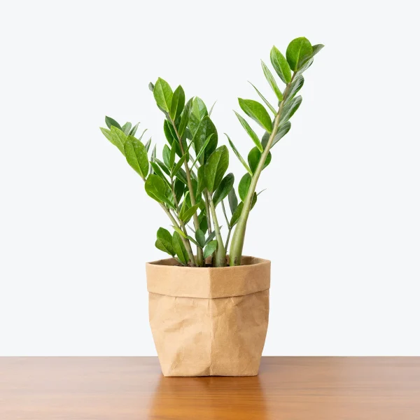 ZZ Plant Zamioculcas zamiifolia