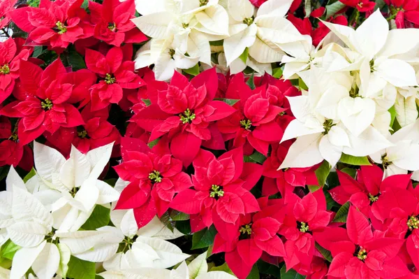 depositphotos 17671199 stock photo red and white poinsettias christmas